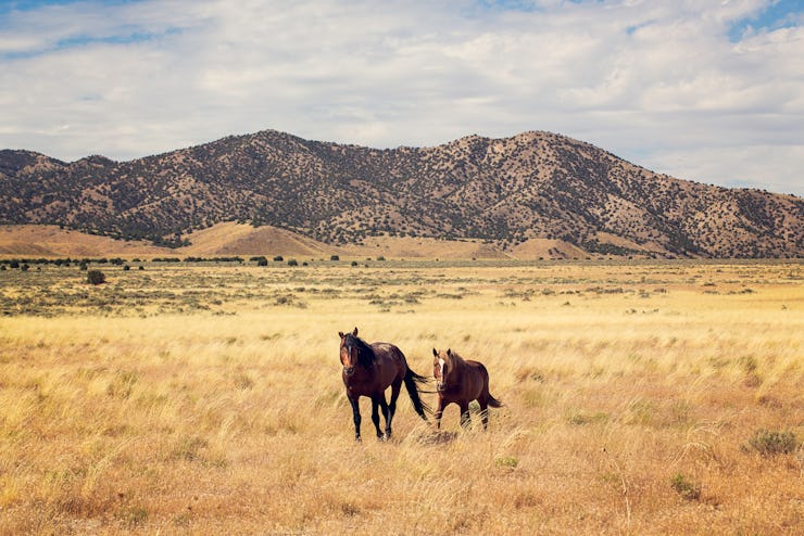 A wild horse in a Utah desert landscape