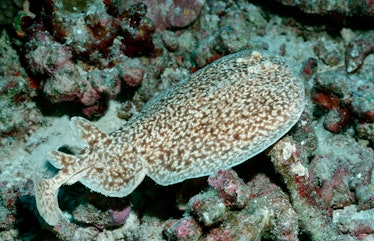 (GERMANY OUT) Black-spotted torpedo, Electric ray, Torpedo fuscomaculata, Maldives, Indian Ocean, No...