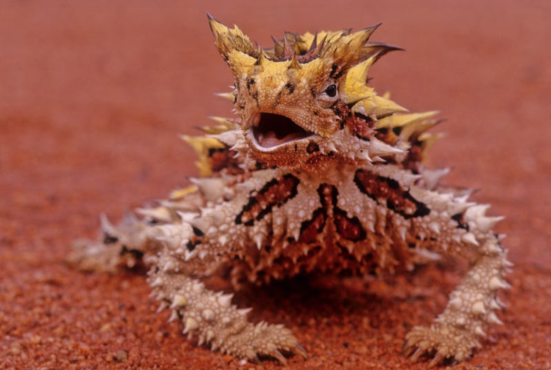 The thorny devil (Moloch horridus), also known commonly as the mountain devil, thorny lizard, thorny...