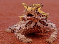 The thorny devil (Moloch horridus), also known commonly as the mountain devil, thorny lizard, thorny...