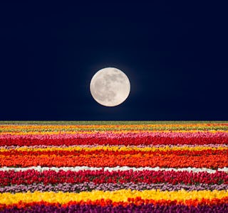 Composite Image:Moonrise over foreground of blooming tulips.