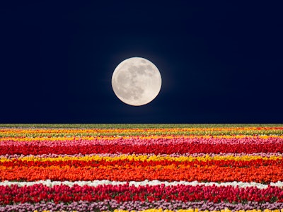 Composite Image:Moonrise over foreground of blooming tulips.