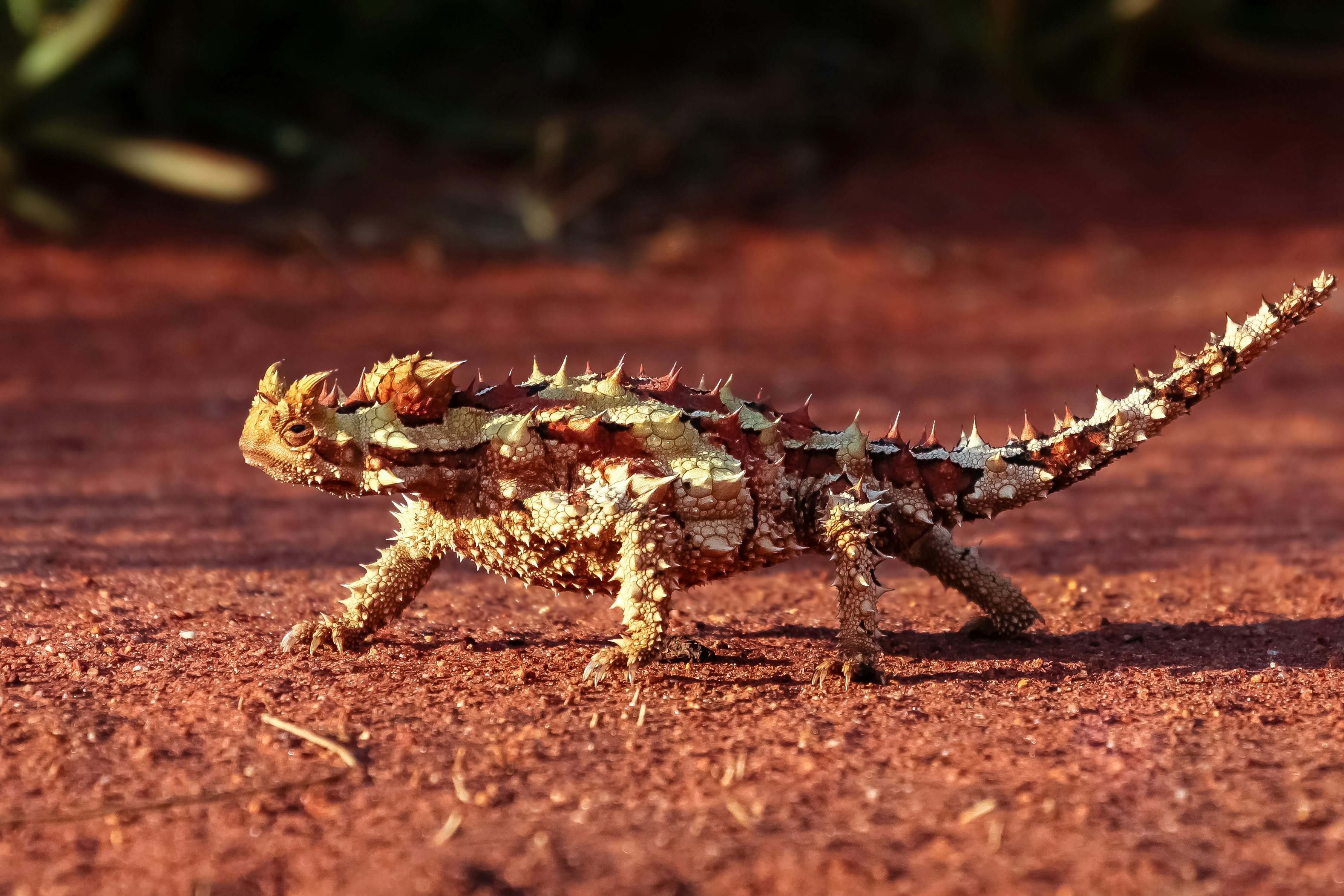 An Electronic Pill Inspired by Lizards Could Transform…