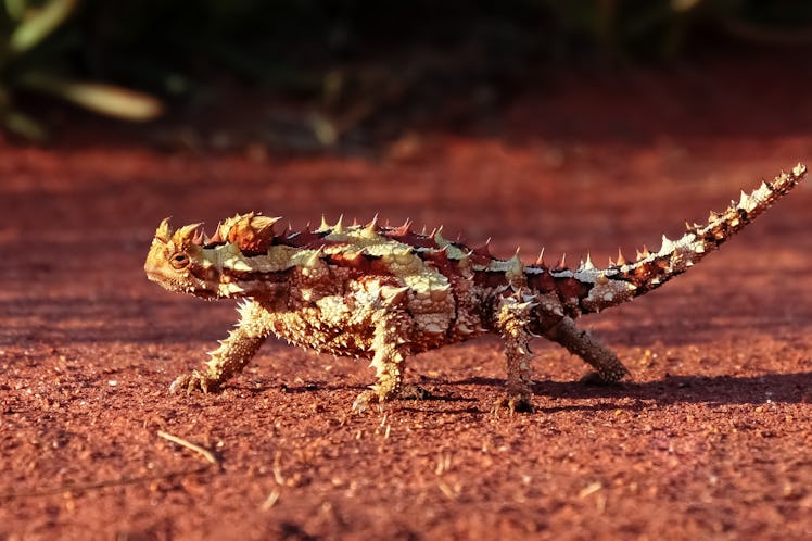 Photo taken in Alice Springs, Australia