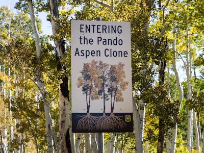 The Pando Aspen Clone,considered the world's largest single organism, in the Fishlake National Fores...
