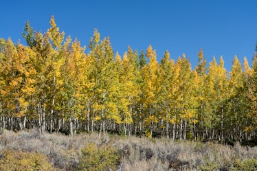 The Pando Aspen Clone,considered the world's largest single organism, in the Fishlake National Fores...