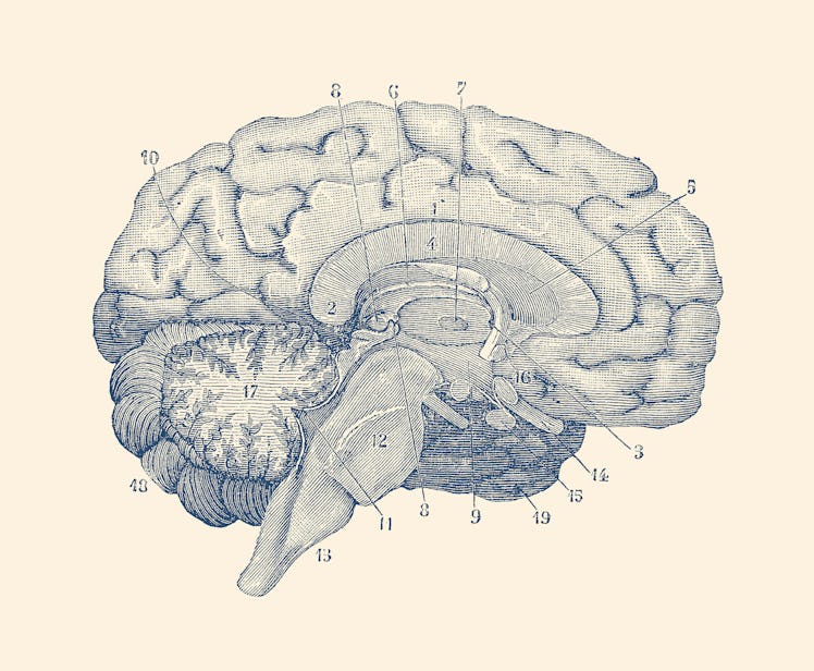 Vintage anatomy print showing a diagram of the human brain.