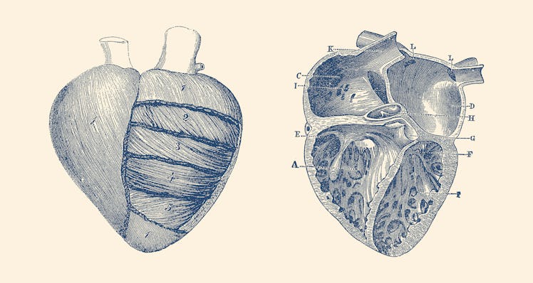 Vintage anatomy print showing a depiction of the human heart from the outside and the inside.