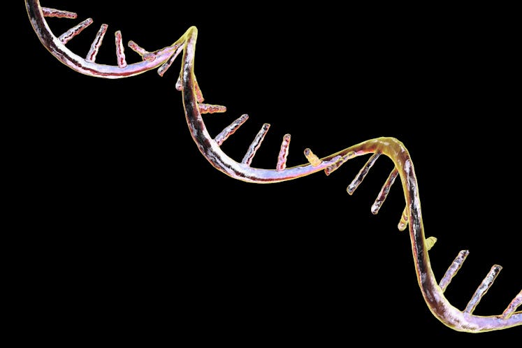 Molecular model of messenger ribonucleic acid (mRNA), computer illustration