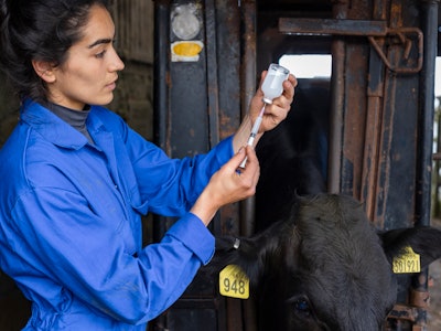 A shot of a female farmer preparing a medical injection for a free-range Aberdeen Angus cow, on a fa...