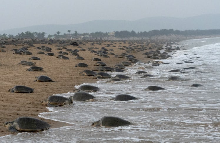 Olive Ridley turtles are seen at the Rushikulya river mouth beach as they ashore and returns back to...