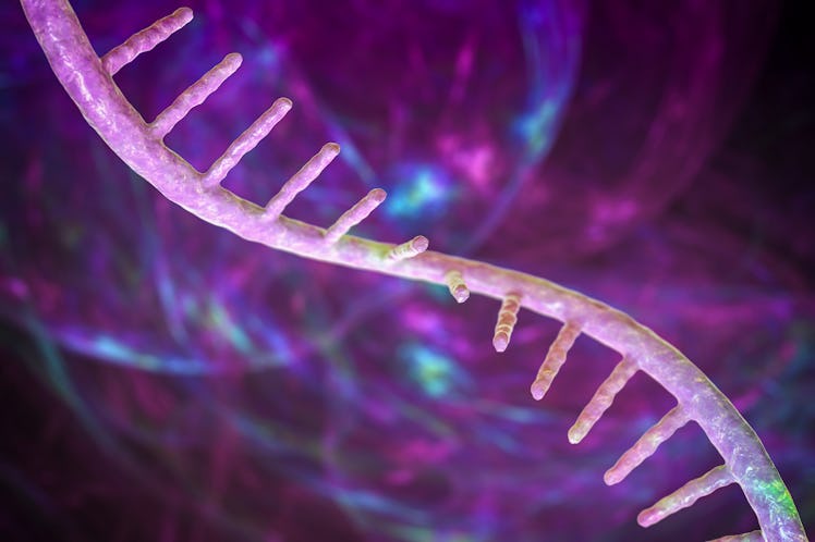 Molecular model of messenger ribonucleic acid (mRNA), computer illustration