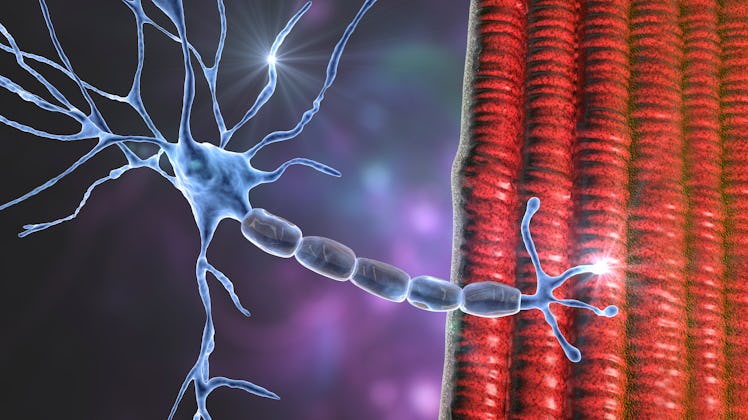 Motor neuron connecting to a muscle fibre, illustration. A neuromuscular junction allows the motor n...