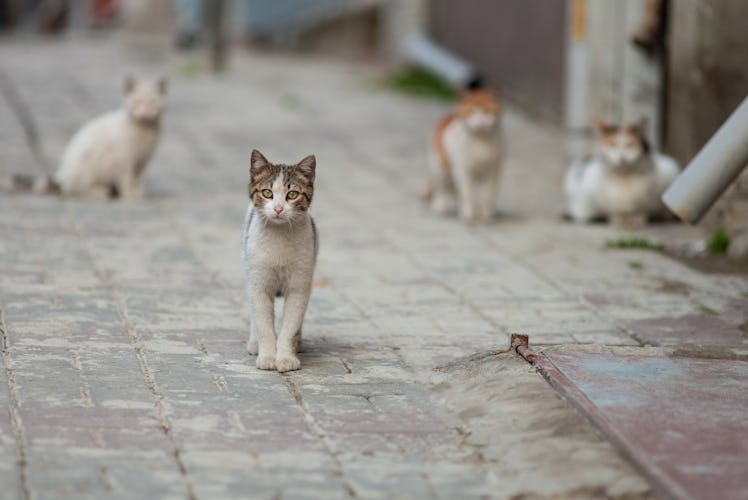 a beautiful cat walks on the streets of the city