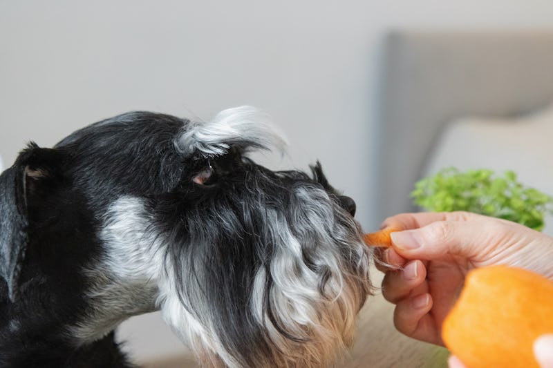 Healthy dog food - Female hand giving a piece of carrot to miniature schnauzer dog close up.