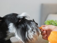 Healthy dog food - Female hand giving a piece of carrot to miniature schnauzer dog close up.