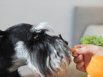 Healthy dog food - Female hand giving a piece of carrot to miniature schnauzer dog close up.