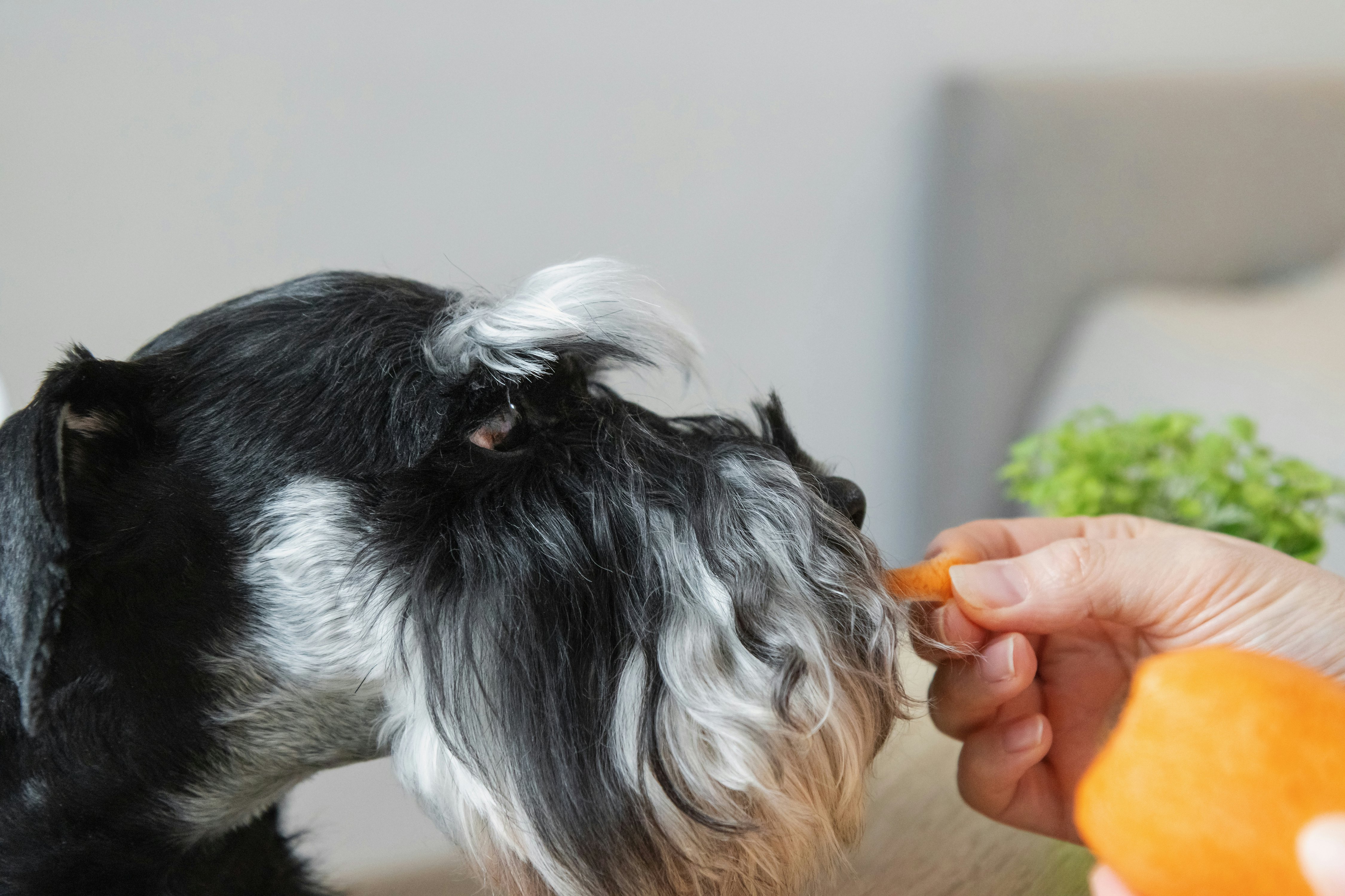 The Best Homemade Meals for Your Miniature Schnauzer