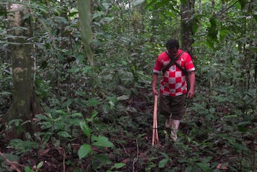 Jorge Lengua, 56, searches for Brazil nuts in the Amazon rainforest near Luz de America, Bolivia, on...