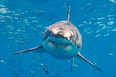 Head-on image of a Great white shark in the blue, looking like Bruce from Finding Nemo.