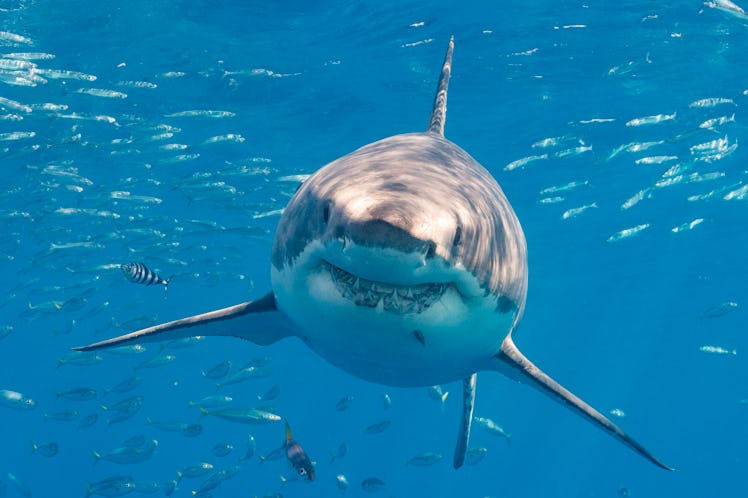 Head-on image of a Great white shark in the blue, looking like Bruce from Finding Nemo.