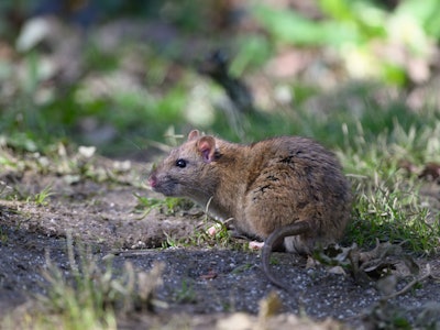 Brown Rats carry many nasty diseases which they can spread to humans, normally through their urine. ...