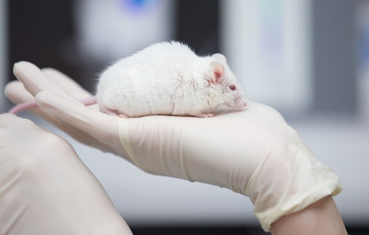 A research assistant holds a mouse in her hand in the laboratory of the Central Institute for Animal...