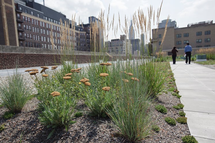 The U.S. Postal Service inaugurated its first "green" roof and the largest "green" roof in New York ...
