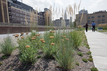 The U.S. Postal Service inaugurated its first "green" roof and the largest "green" roof in New York ...