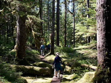 Forest Loop Trail, Bartlett Cove, Glacier Bay National Park, Alaska, USA. Here, just 200 years ago s...