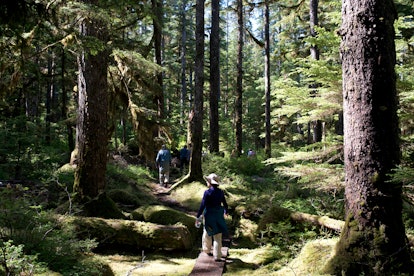 Forest Loop Trail, Bartlett Cove, Glacier Bay National Park, Alaska, USA. Here, just 200 years ago s...