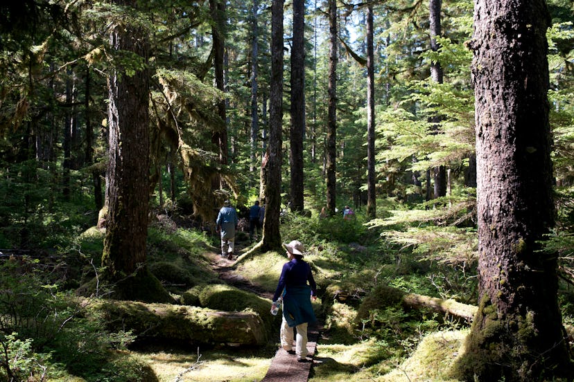 Forest Loop Trail, Bartlett Cove, Glacier Bay National Park, Alaska, USA. Here, just 200 years ago s...