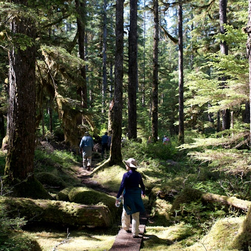 Forest Loop Trail, Bartlett Cove, Glacier Bay National Park, Alaska, USA. Here, just 200 years ago s...