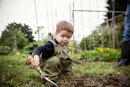 可爱,好奇的蹒跚学步的男孩在后院菜园抹子园艺
