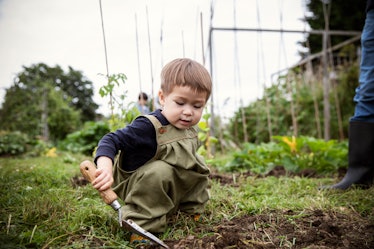 Cute, curious toddler boy with trowel gardening in backyard vegetable garden