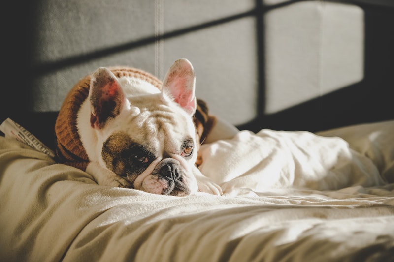 Cute French Bulldog resting on bed when the sun shines