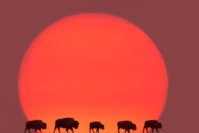 West Yellowstone , Wyoming, USA march 08/2023. herd of bison walking at sunset with a passenger pla...