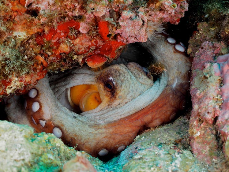 By studying the brains of octopuses, scientists now know that MDMA affects serotonin, stimulating pr...