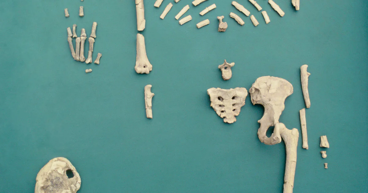Scientists Confirm Iconic Ancient Human Lucy Walked Upright — And She ...