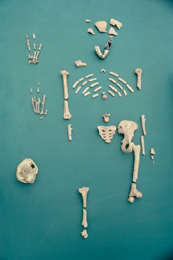 Lucy is the name given to the Australopithecus afarensis fossil found in Ethiopia in 1974. The skele...
