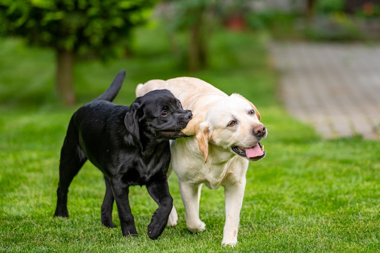 Black Labrador puppy playing with an older yellow lab on grass in backyard