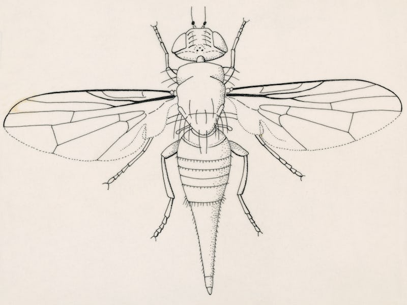 UNSPECIFIED - CIRCA 2003: Fruit fly (Tephritid Fly, Terellia fuscicornis), Diptera, drawing. (Photo ...