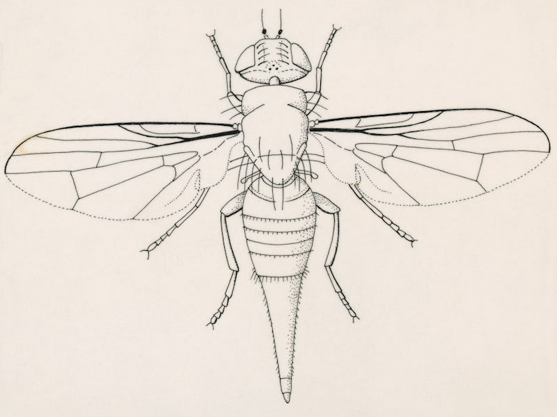UNSPECIFIED - CIRCA 2003: Fruit fly (Tephritid Fly, Terellia fuscicornis), Diptera, drawing. (Photo ...