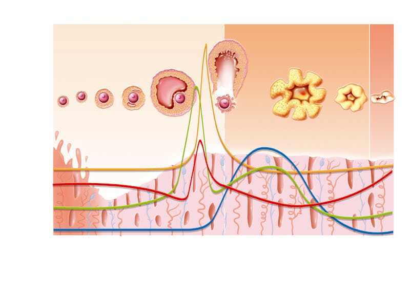Illustration of the menstrual cycle over 28 days without fertilization after ovulation. From top to ...