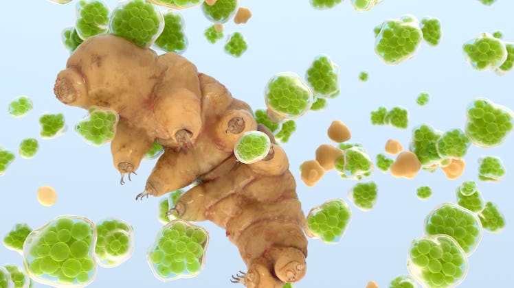 Computer illustration of a tardigrade surrounded by algae. Tardigrades can feed on algae.