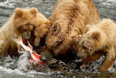A bear and her three cubs tear apart and eat a sockeye salmon that was caught as it swam upstream at...