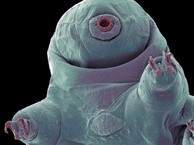 Water bear. Coloured scanning electron micrograph (SEM) of a water bear, or tardigrade (phylum Tardi...