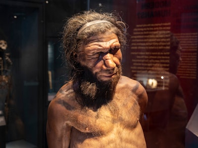 Neanderthal man at the human evolution exhibit at the Natural History Museum on 27th April 2022 in L...