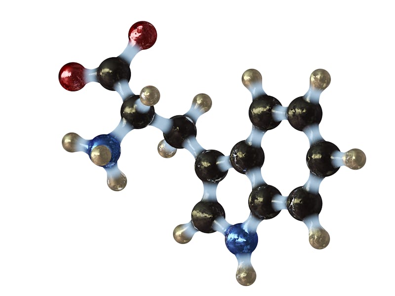 A model of a molecule of Tryptophan, also known as Tryptan, an amino acid. Amino acids are the build...