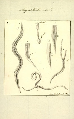 Anguillula aceti. Print. The free-living nematode Panagrellus redivivus (common names include vinega...